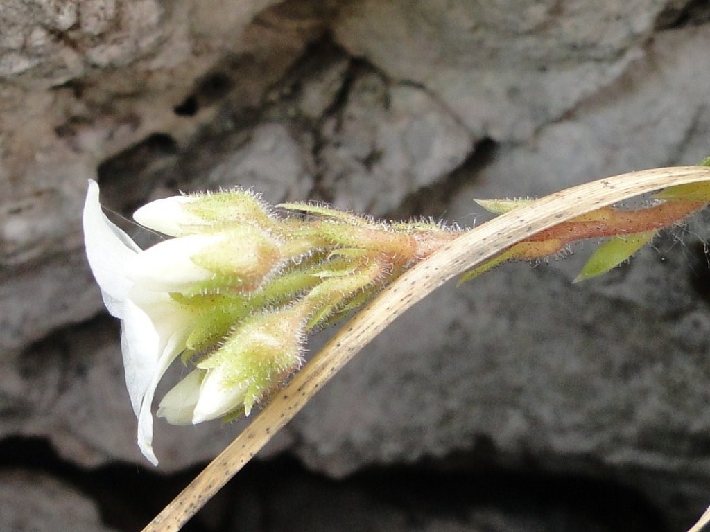 Saxifraga vandellii / Sassifraga di Vandelli